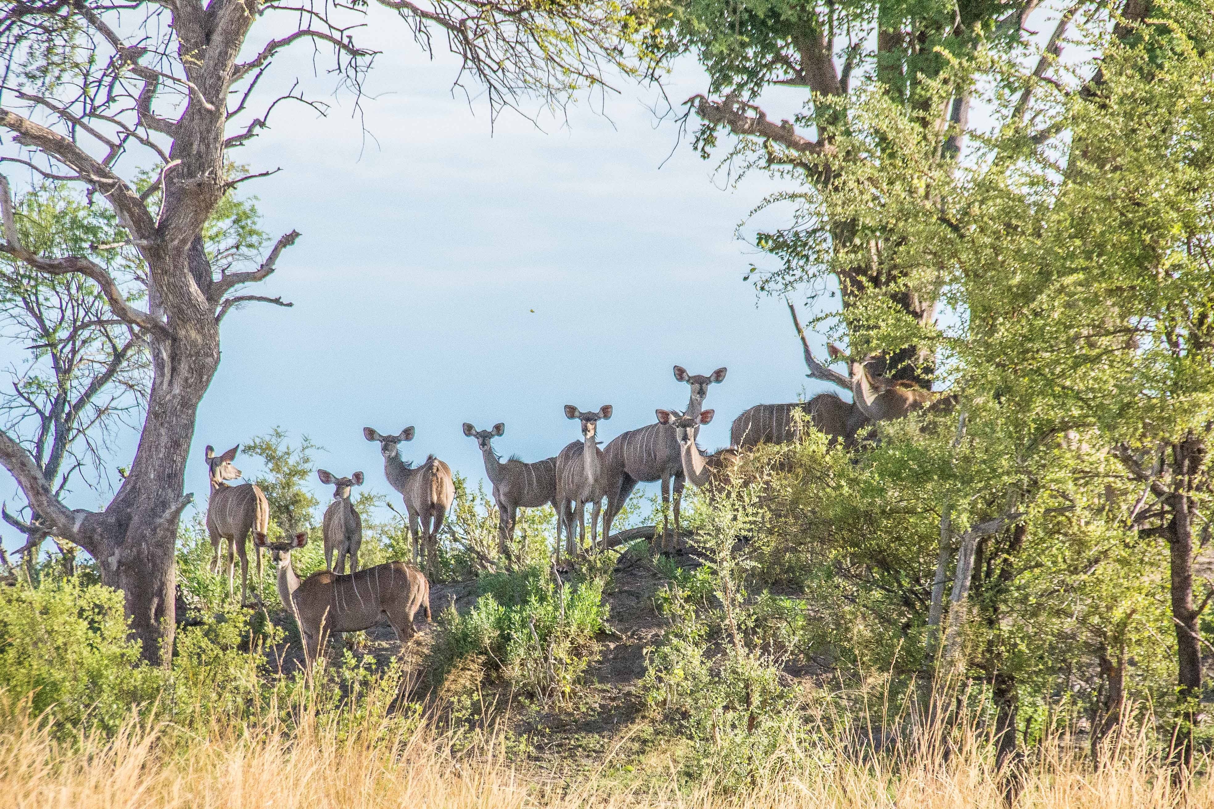 Grands koudous (Greater kudu, Tragelaphus strepsiceros), groupe de femelles sur les contreforts d'une ancienne termitière, Réserve de Kwando, Delta de l'Okavango, Botswana.
